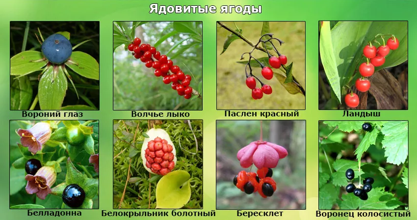 Ядовитые ягоды России