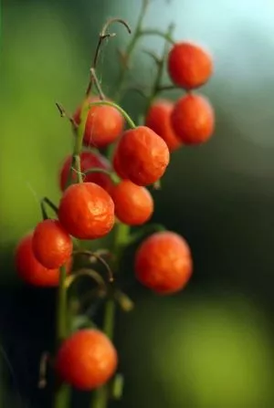 yadovitie_yagody_8_300.jpg
